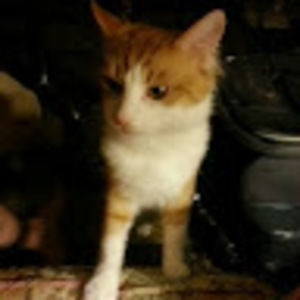 Meet your Posher, Arthur